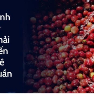 quy-trinh-xu-ly-nuoc-thai-che-bien-ca-phe