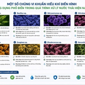 vi-sinh-hieu-khi