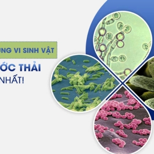 cac-chung-vi-sinh-vat-xu-ly-nuoc-thai-hieu-qua-nhat-hien-nay