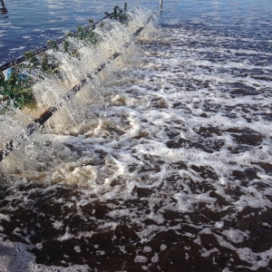 men-vi-sinh-xu-ly-nuoc-thai-giai-phap-hieu-qua-an-toan-va-tiet-kiem-cho-moi-he-thong