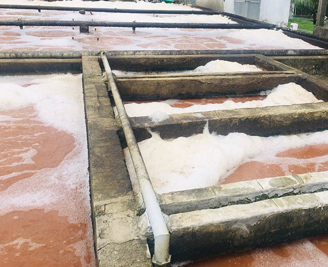 sốc tải cod bod tại nhà máy sản xuất hoa quả sấy khô