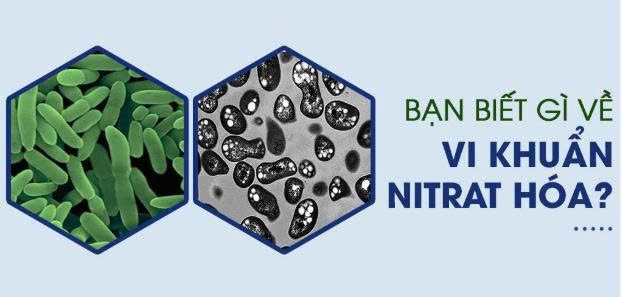 vi khuẩn Nitrat hóa