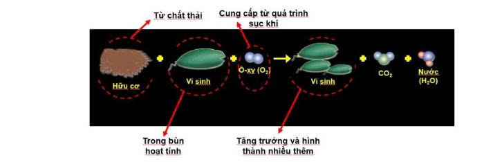 Cơ chế phân hủy chất hữu cơ của vi sinh vật.