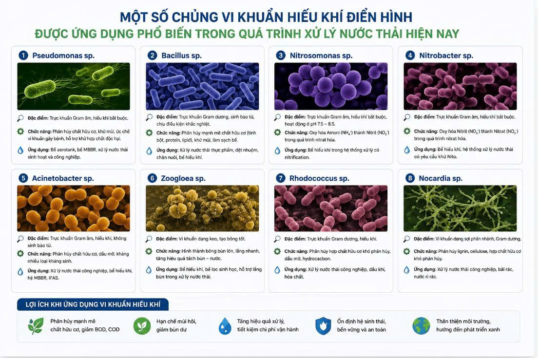 VI SINH HIẾU KHÍ LÀ GÌ? CÁC CHỦNG VI SINH HIẾU KHÍ PHỔ BIẾN TRONG XỬ LÝ NƯỚC THẢI
