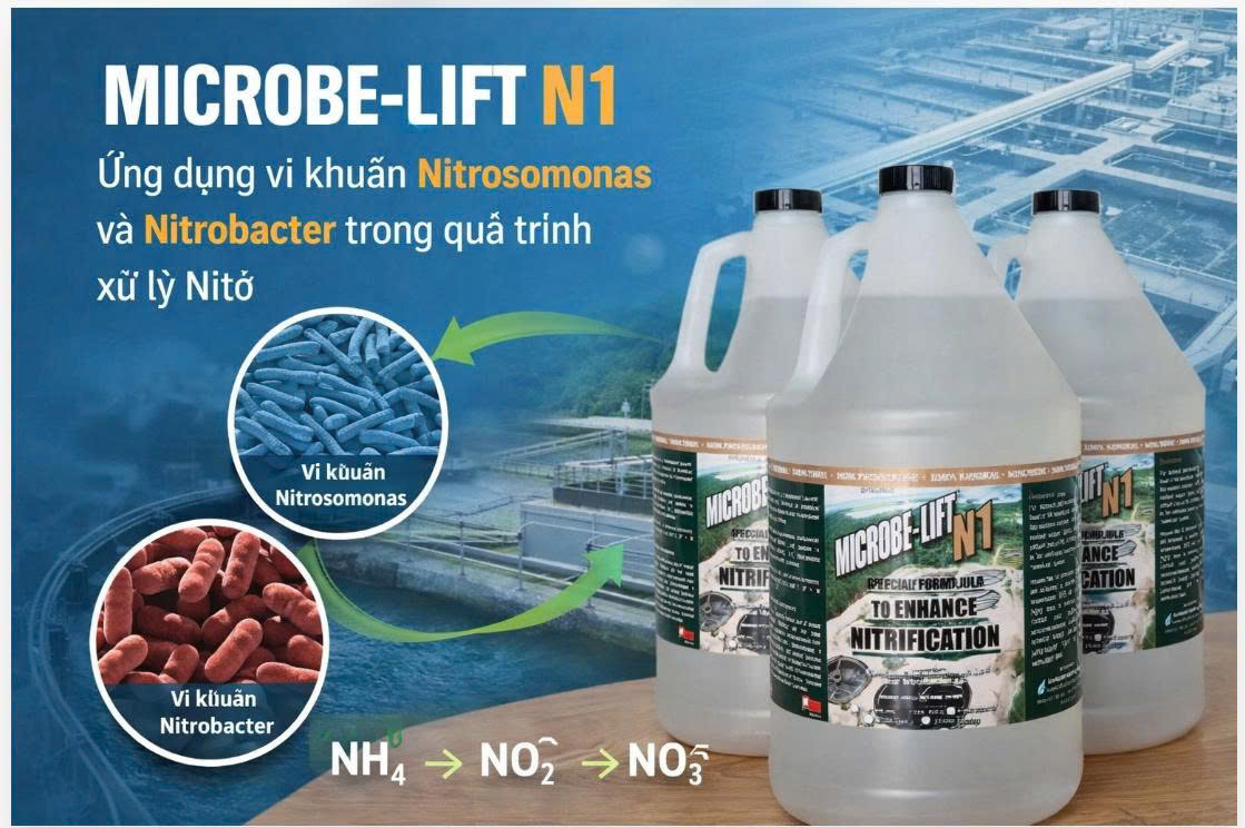 Vi sinh xử lý nito