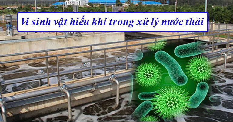 Vi sinh bể hiếu khí