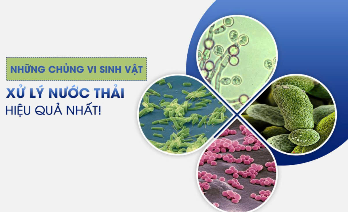 Các chủng vi sinh vật xử lý nước thải hiệu quả nhất hiện nay